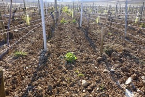 moreau_naudet_chablis_vaillons