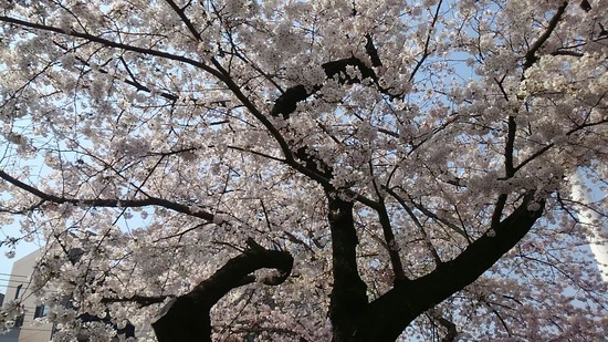 桜201503目黒川