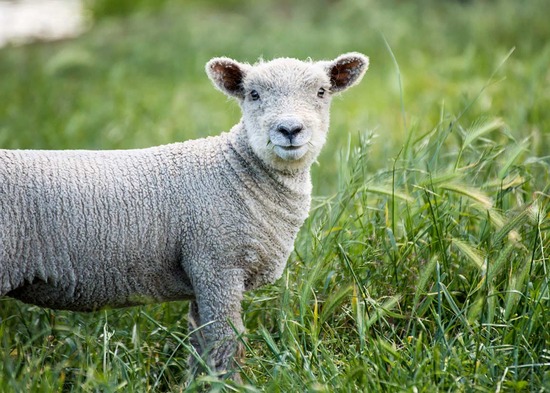 our-story-sheep--