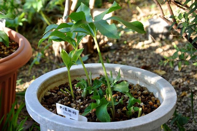 クリロー 古葉切り あだのlineスタンプとクリローと