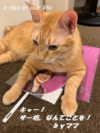 しめちゃんグッズとサーニン A Day In Our Life しめちゃんグッズとサーニン A Day In Our Life