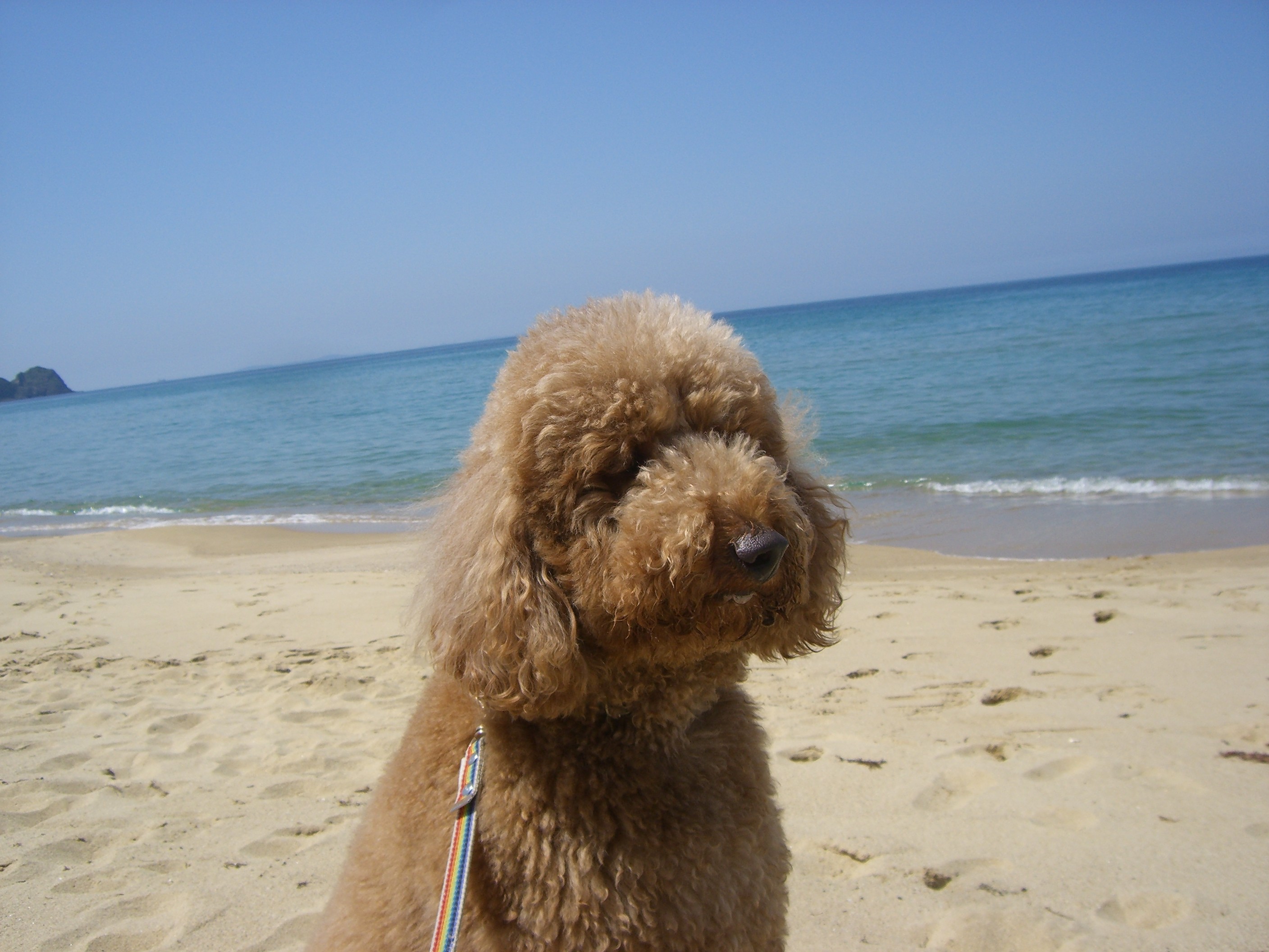 Keya Beach スタンダードプードル Stanley S Room