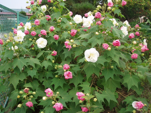 酔芙蓉 スイフヨウ の花 その２ 日々の出来事日記