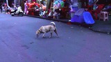 2017-08-08玉林の犬