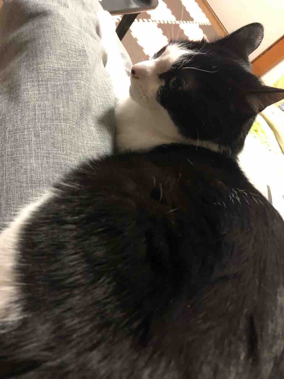 イケメン猫 だっくすとハチワレ亭