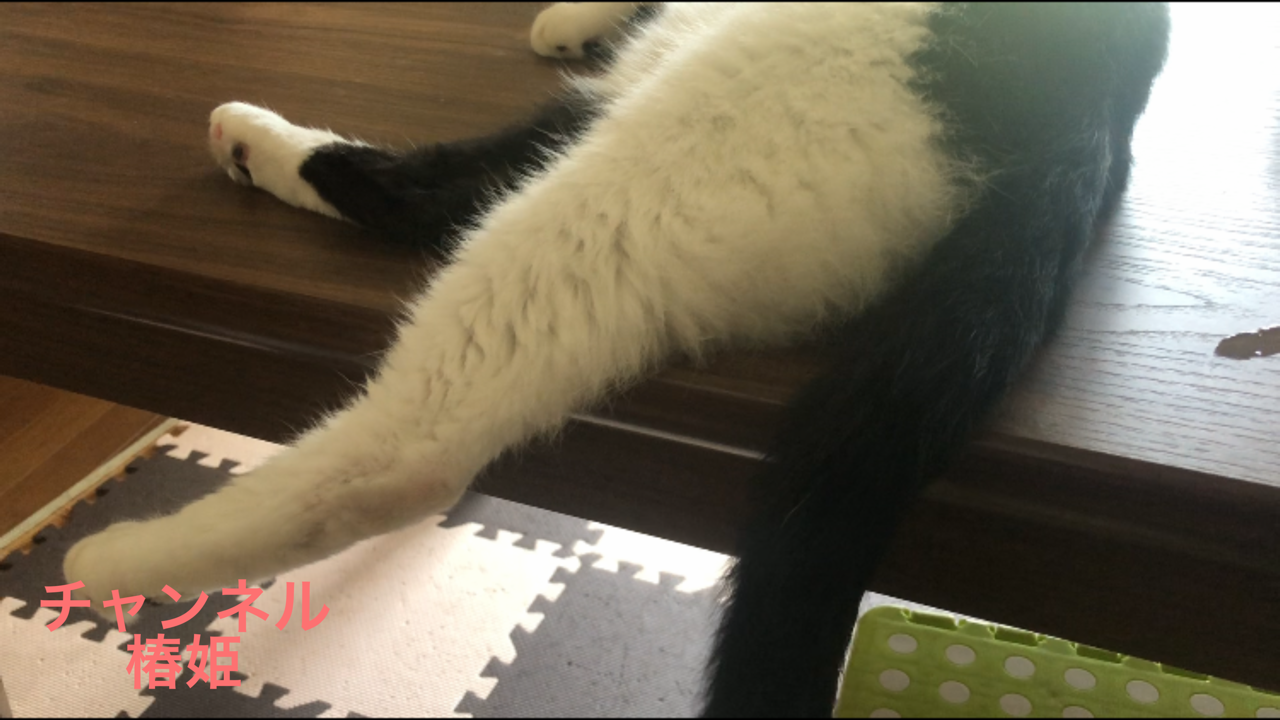 金曜日の犬猫 だっくすとハチワレ亭