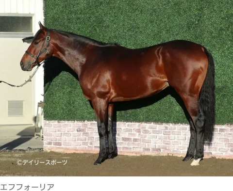 【有馬記念直前の最新画像】エフフォーリア　馬体がマジで凄いことになってる！！