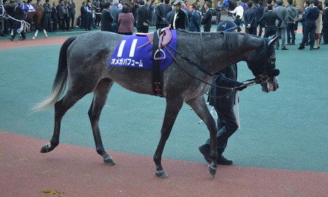 【ダート種牡馬の需要増】東京大賞典4連覇・オメガパフューム　今度こそ引退して種牡馬入り