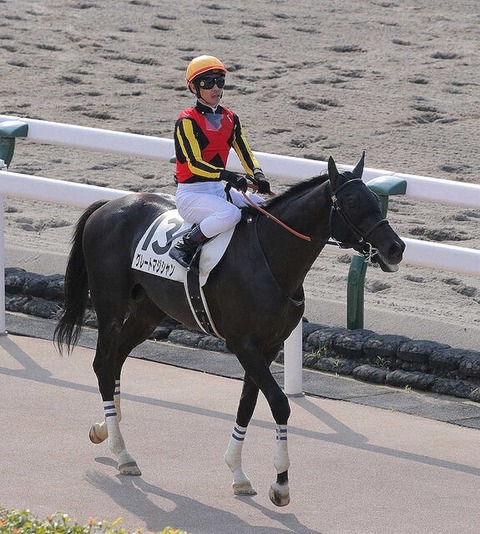 【悲報】新潟の超高速馬場で故障馬続出！