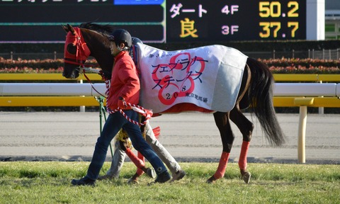 Nonko_no_Yume_February_Stakes_2018(IMG2)