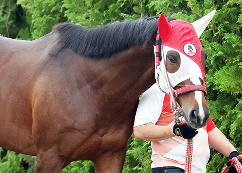【悲報】ステイフーリッシュさん　凱旋門賞直前なのに帯同馬にボコられる