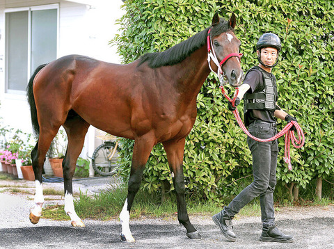 【高額リアルスティール産駒】フェイト　5馬身差圧勝ワロタｗｗｗｗ