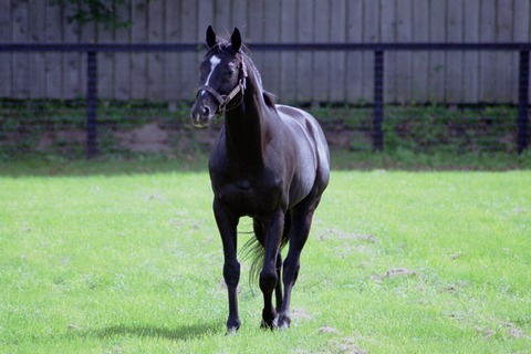 【日本競馬を世界レベルに】サンデーサイレンスが「これはいよいよヤバい種牡馬だ」と騒がれだしたのはどの辺から？