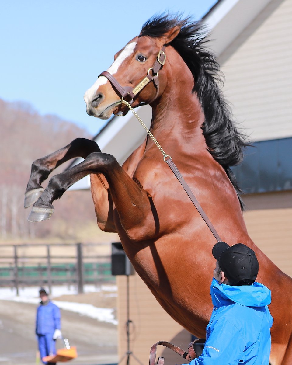 種牡馬展示会 ゴールドシップさん今年も直立不動を披露ｗｗｗｗｗｗ 週末は落ち武者