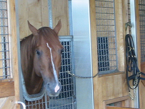 社台はサンデー 日高は 当時の人たち 神の馬ラムタラ種牡馬入り こりゃあ種牡馬成功間違いなし 週末は落ち武者