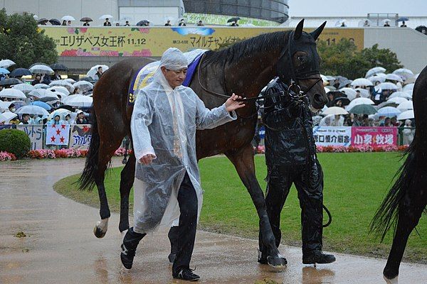 週末は落ち武者 -競馬まとめ-天皇賞秋【悲報】ミッキースワローは天皇賞・秋は回避 次走は福島記念を視野 【秋ローテ決まる】アーモンドは天皇賞秋、ブラストワンピースは札幌記念から凱旋門賞へ