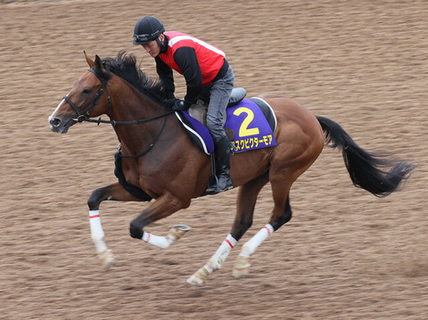 【馬を信じるか屋根で切るか】アスクビクターモア　鞍上・田辺で菊花賞へ　田村調教師「３０００メートルも問題ない」