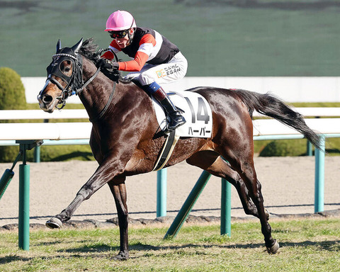 【新外国人騎手】イーガン騎手「阪神競馬場は中京より馬場が大きくて乗りやすい。 フェアな競馬場だと思う」