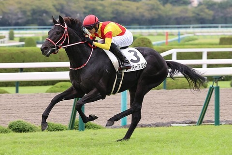 【先週4戦4勝の快挙】矢作厩舎　今年は新馬の強さが異常！