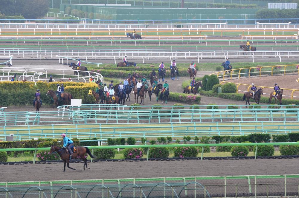 美浦トレセン事故 追い切り中に落馬した調教助手が死亡 お馬さん速報