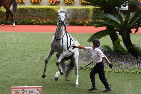 【セントライト記念優勝】ガイアフォースにゴールドシップ産駒疑惑が発覚ｗｗｗｗｗｗ