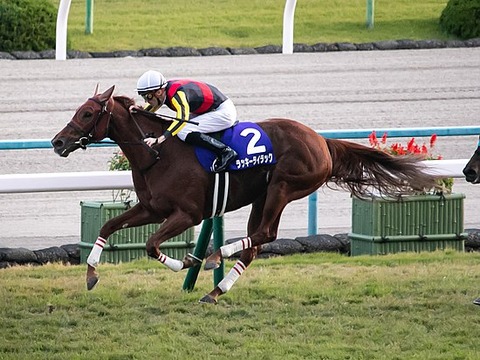 550px-Lucky_Lilac(JPN)_IMG_7021-2_20191110