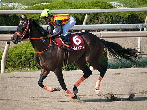 Gold_Dream_(horse)_IMG_0922-1_20160504