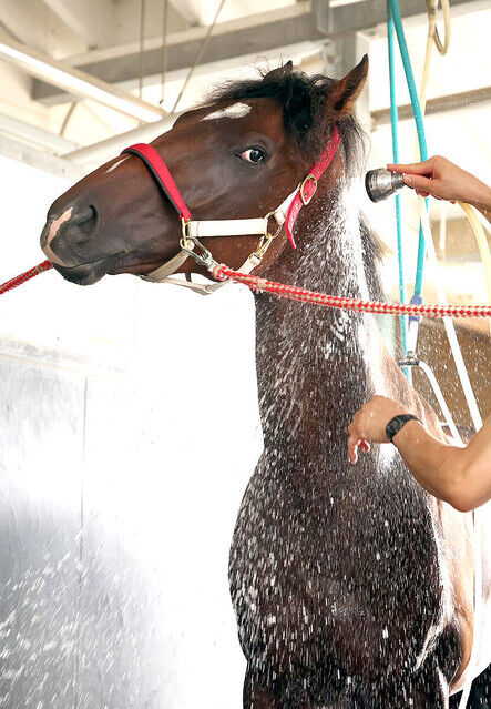 【福永祐一で新馬戦を圧勝】矢作調教師　フェイトの能力に改めて感嘆「久々に『きたな』という感じ」