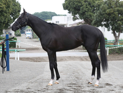 【活躍馬の故障が相次ぐ】天栄の馬って故障多すぎじゃね？