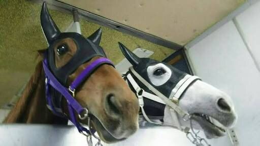 疑問 競走馬の輸送って一台一頭なの 週末は落ち武者 疑問 競走馬の輸送って一台一頭なの 週末は落ち武者