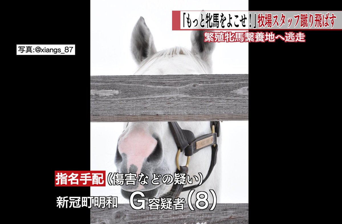 朗報 ゴールドシップさん ついに二足歩行習得wwwww 週末は落ち武者 朗報 ゴールドシップさん ついに二足歩行習得wwwww 週末は落ち武者