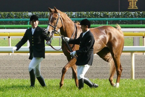 Orfevre20110424(2)
