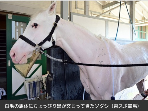 【ブチ柄になり第二形態に進化】ソダシ　純白じゃなくなるw　今浪厩務員「ここにきて黒くなってきた」