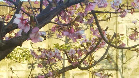 花ほころぶ にしにだより 花ほころぶ にしにだより