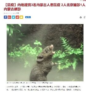 2019年11月18日鼠