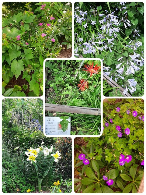 23-06-25-06-38-07-050_decoR