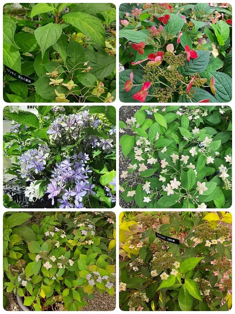 23-06-25-00-17-22-825_decoR