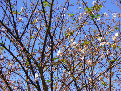 PA062774 - コピー