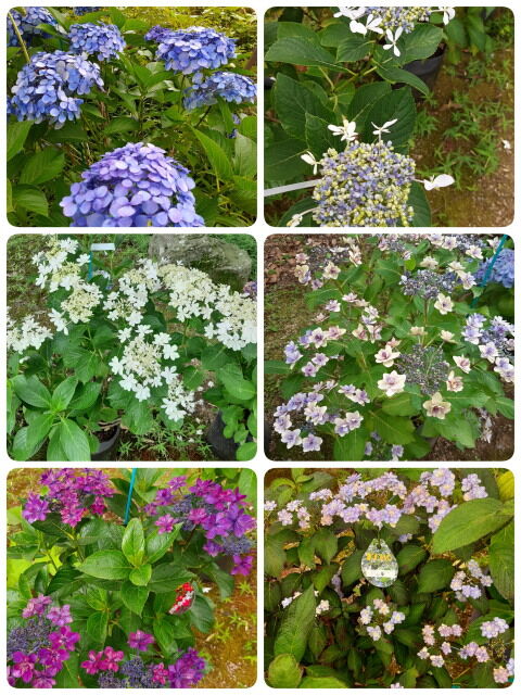 23-06-24-23-16-53-471_decor