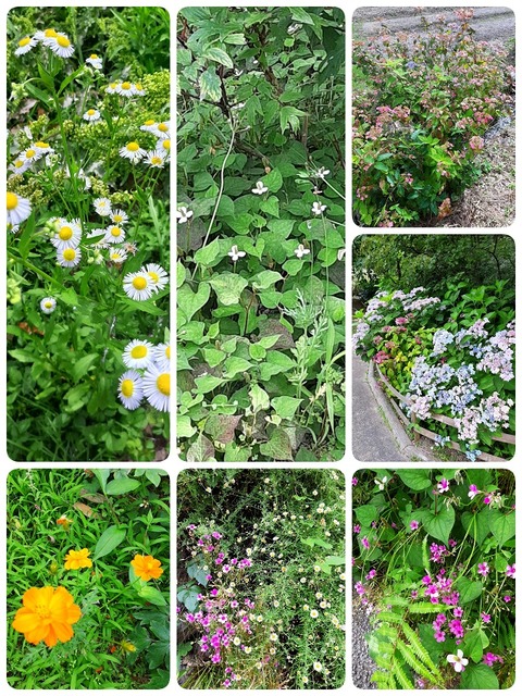 23-06-25-07-21-29-566_decoR