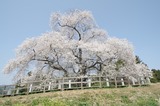 戸津辺の桜