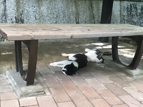 同志社女子ねこ