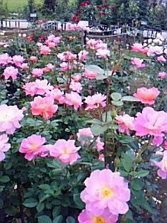 rosegarden1019-4