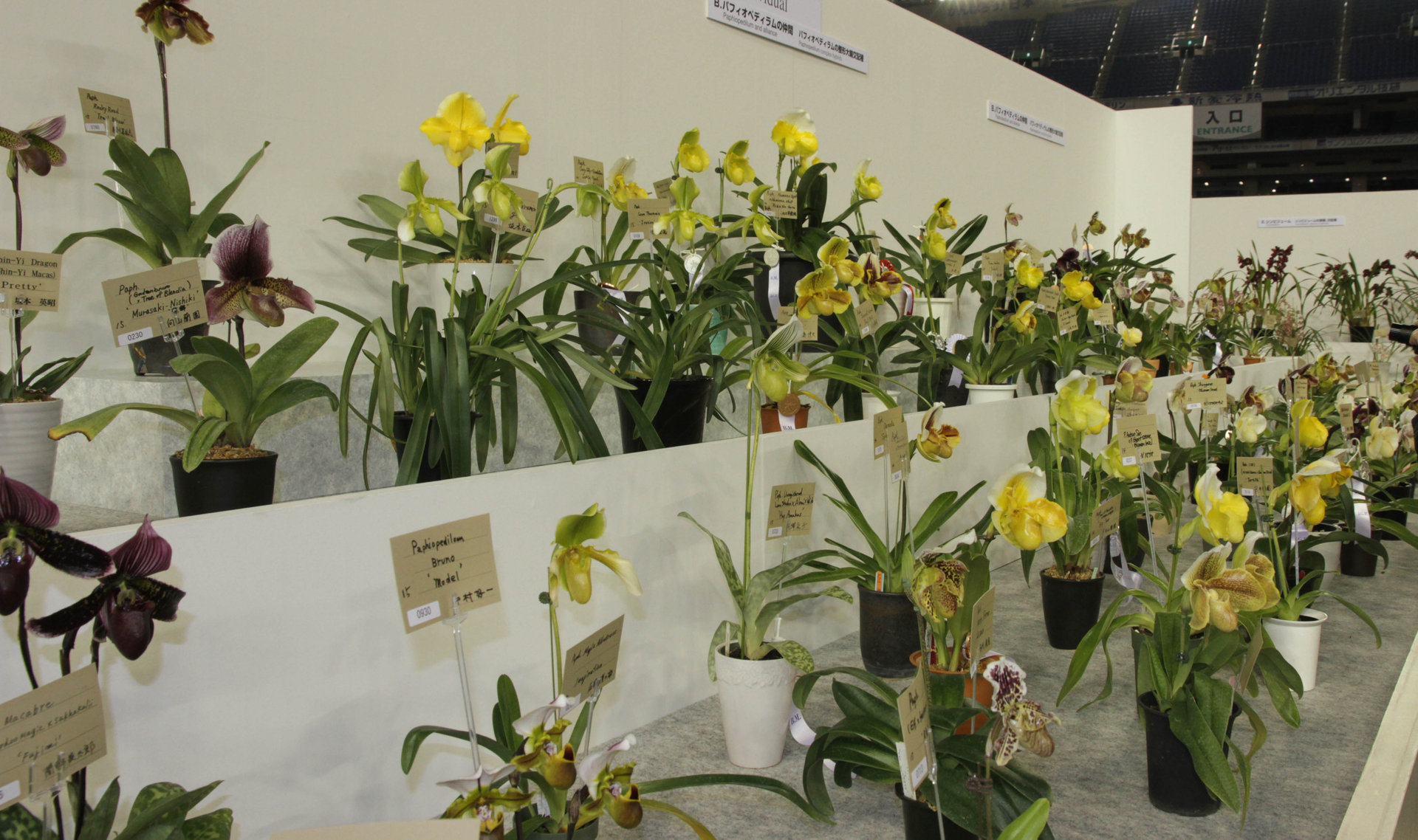 世界らん展日本大賞２０１６年・開会式ペア招待状・送料無料