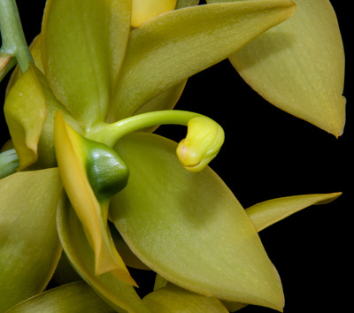 Cycnodes Super Swan-4329