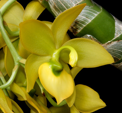 Cycnodes Super Swan-4281