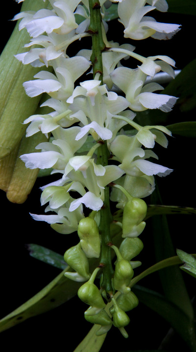 Aerides falcata f. alba-1127