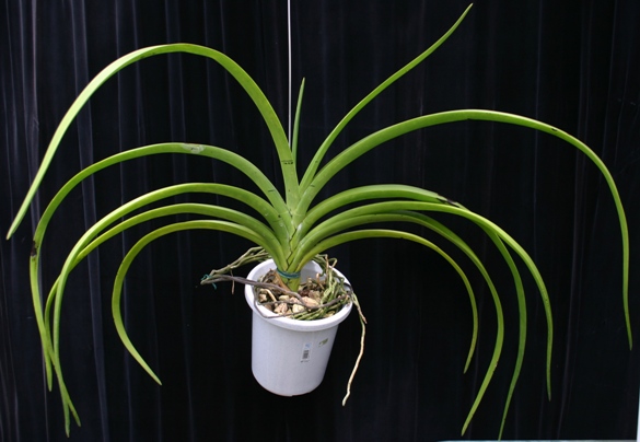 観葉植物 細長い葉 Boswellia elongata 観葉植物 細長い葉 Boswellia elongata ザ・ファームセレクト][送料