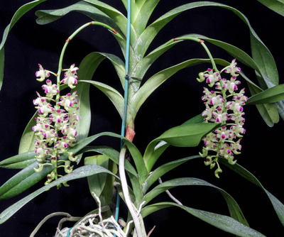 Aerides quinquevulnera-5104