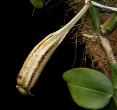 Angcm. infundebulare-4416